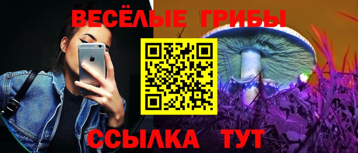Псилоцибиновые грибы Psilocybe Каменск-Уральский